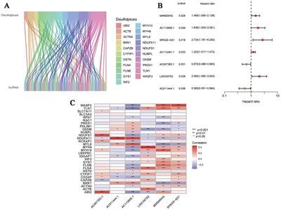 Comprehensive identification of a disulfidptosis-associated long non-coding RNA signature to predict the prognosis and treatment options in ovarian cancer